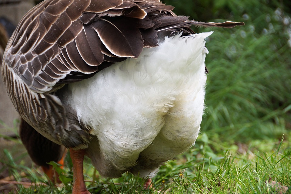 Large Whites Goose From Behind Feather Ass Bird